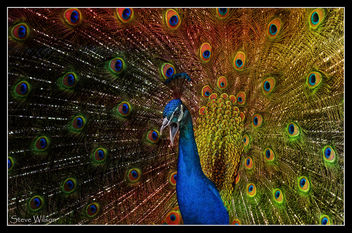 Psychedelic Peacock - бесплатный image #336925