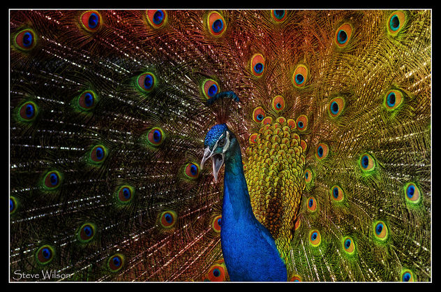 Psychedelic Peacock - image gratuit #336925 