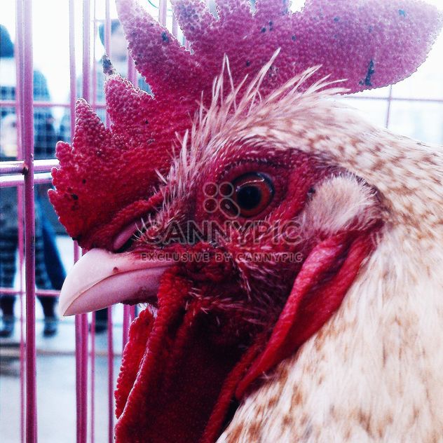 Closeup portrait of cock - бесплатный image #337445