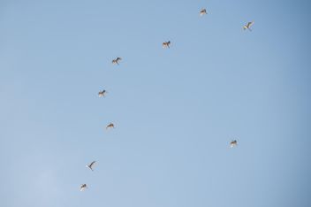 Flock of birds in blue sky - Free image #337475