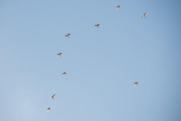 Flock of birds in blue sky - image gratuit #337475 