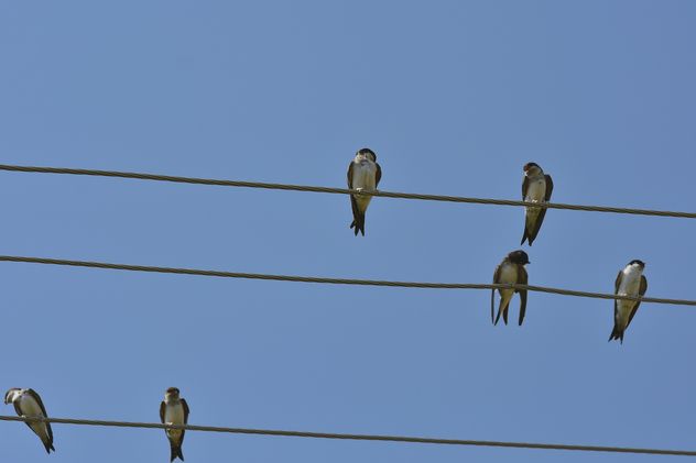 Swallows on electric wires - Free image #337485