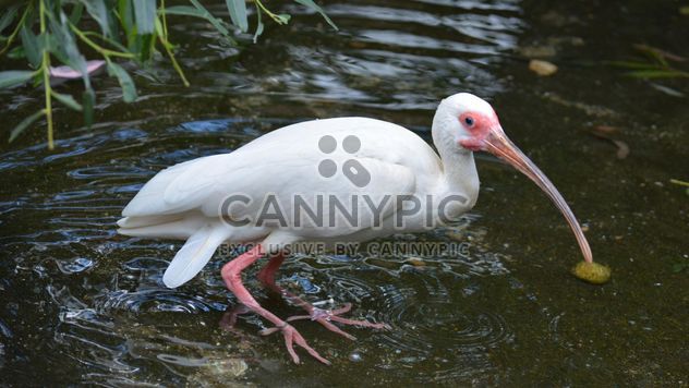 White Ibis in water - image #337495 gratis