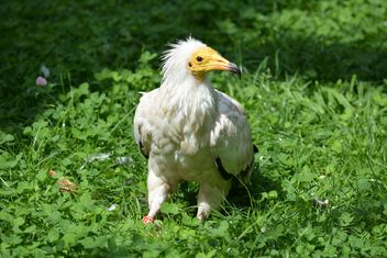 Egyptian vulture on grass - image #337505 gratis