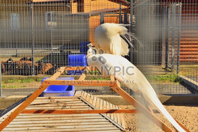 White peacocks in zoo - Kostenloses image #337545