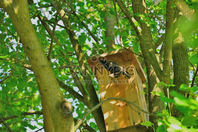 Starling on nesting box - image #337555 gratis