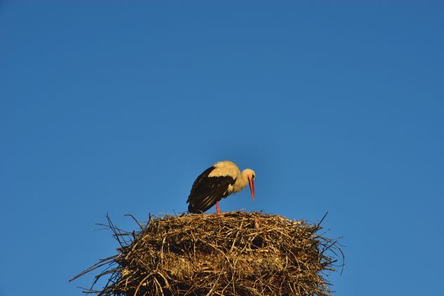 Stork in nest against sky - Free image #337565