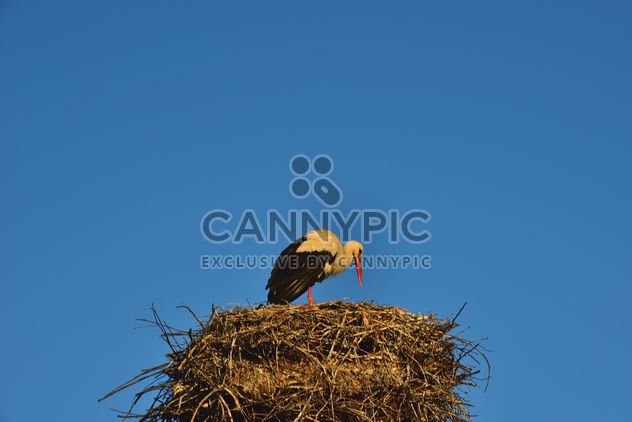 Stork in nest against sky - Free image #337565
