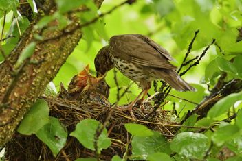 Thrush and nestlings in nest - Kostenloses image #337575