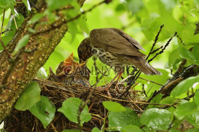 Thrush and nestlings in nest - Free image #337575