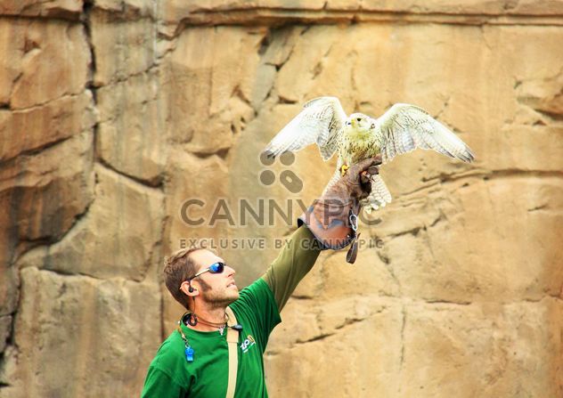 Falconer holding falcon - image #337805 gratis