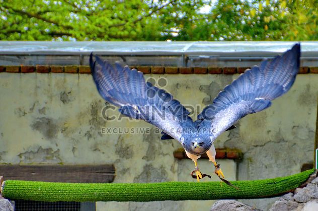Bird of prey in zoo - image gratuit #337815 