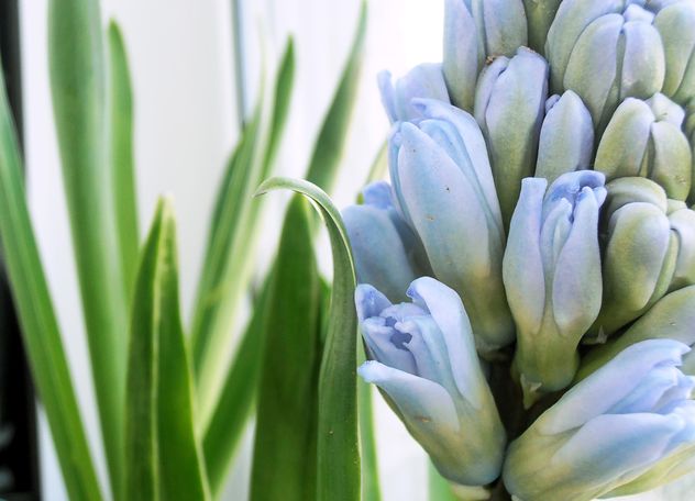 Blue hyacinth flower - image #337935 gratis