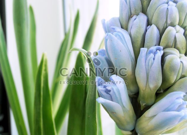 Blue hyacinth flower - image #337935 gratis