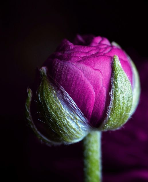 Purple Ranunculus flower - Kostenloses image #338275