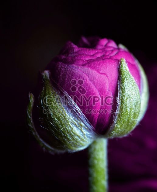 Purple Ranunculus flower - image gratuit #338275 