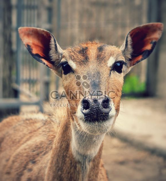 Portrait of female deer - Free image #338285