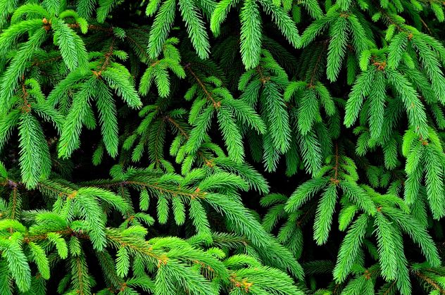 Closeup of fir branches - Free image #338295