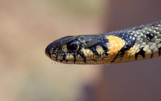 Portrait of grass snake - image gratuit #338315 