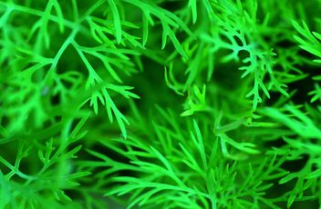 Fresh green fennel - image #338475 gratis