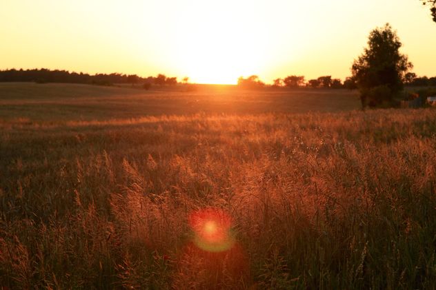 Field at sunset - image gratuit #338485 