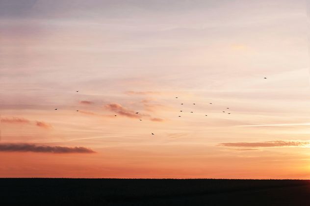 Birds in sky at sunset - Free image #338555