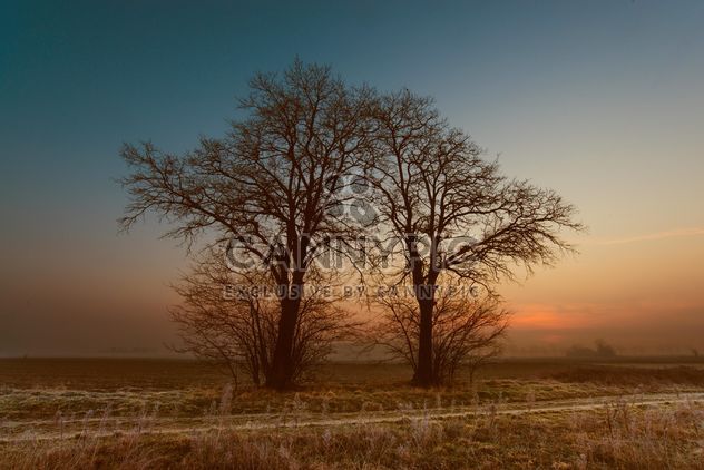 Landscape with trees at sunset - Kostenloses image #338565