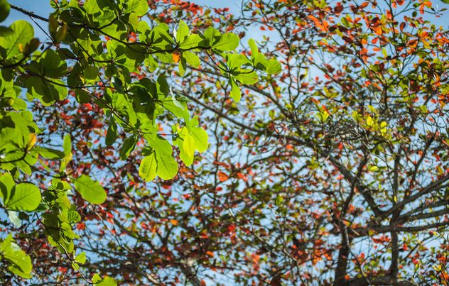 Colorful leaves on tree branches - Free image #338605
