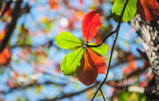 Colorful leaves on tree branch - Free image #338615