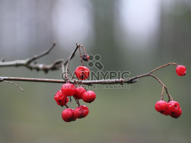 Branch with red berries - Free image #339175