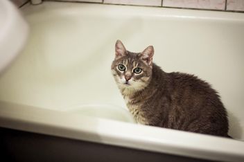 Grey cat in bath - image #339195 gratis