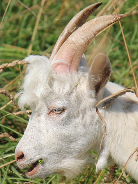 Portrait of white goat - бесплатный image #341295