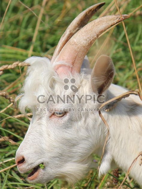 Portrait of white goat - image gratuit #341295 