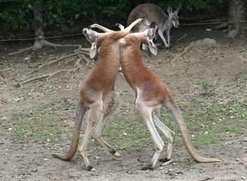 Two boxing kangaroos - Free image #341305