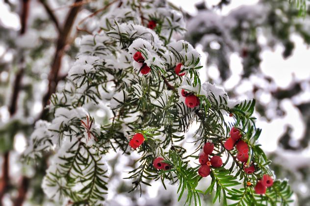 plant with red berries covered with snow - бесплатный image #342865