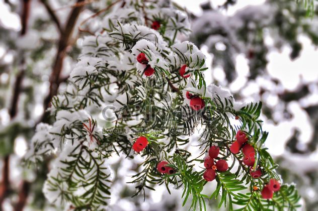 plant with red berries covered with snow - бесплатный image #342865