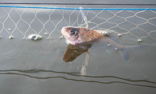 A fish in net - Kostenloses image #343585