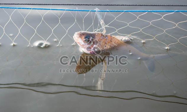 A fish in net - бесплатный image #343585