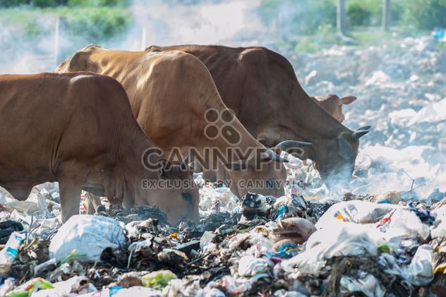 cows on landfill - image gratuit #343835 