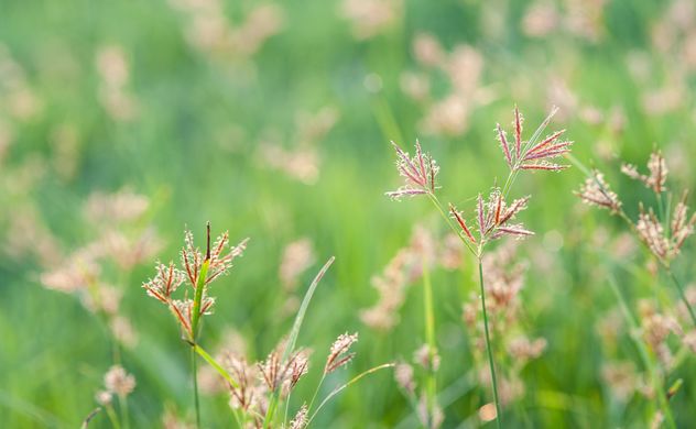 Close-up of spikelets on green background - image #343845 gratis