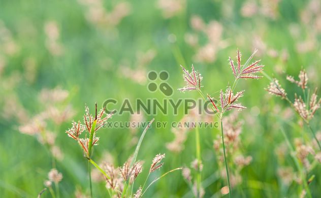 Close-up of spikelets on green background - Free image #343845