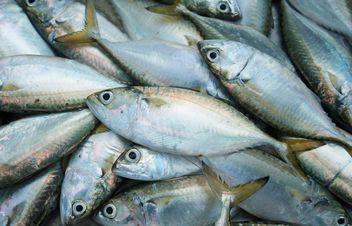 mackerel fish texture - Free image #344145