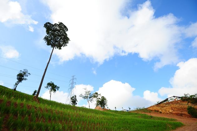 Single trees on rice field - Kostenloses image #344195