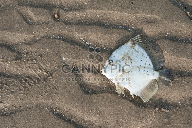 White fish on sandy beach - Free image #344585