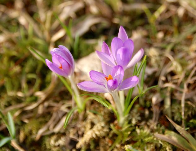 Closeup of purple crocus flowers in spring forest - Free image #345015