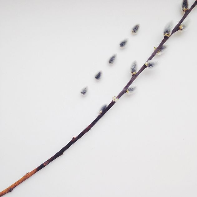 Twig of pussy willow on white background - бесплатный image #345025