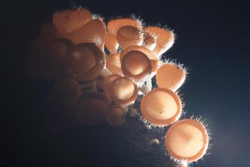 Closeup of champagne mushrooms in light - бесплатный image #345035