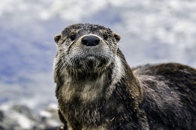 Otter Portrait - Free image #345225