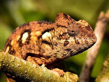 Chameleon, Madagascar - image #345835 gratis