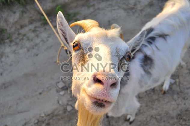 Closeup portrait of goat looking at camera - image #345895 gratis